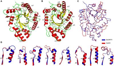 Structural determinants underlying high-temperature adaptation of thermophilic xylanase from hot-spring microorganisms